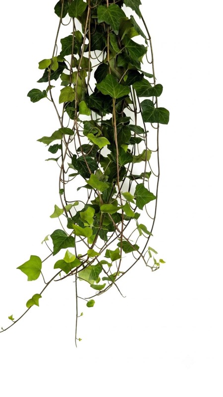 Ivy Leaf foliage